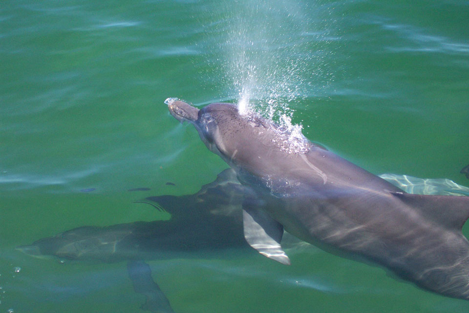 Swim with the dolphins at Mornington Peninsula