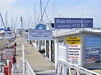 Whale Watching Tours - Mantra Hervey Bay