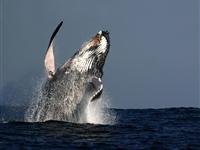 Whale - Mantra Hervey Bay