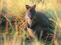 Animals - Peppers Cradle Mountain Lodge