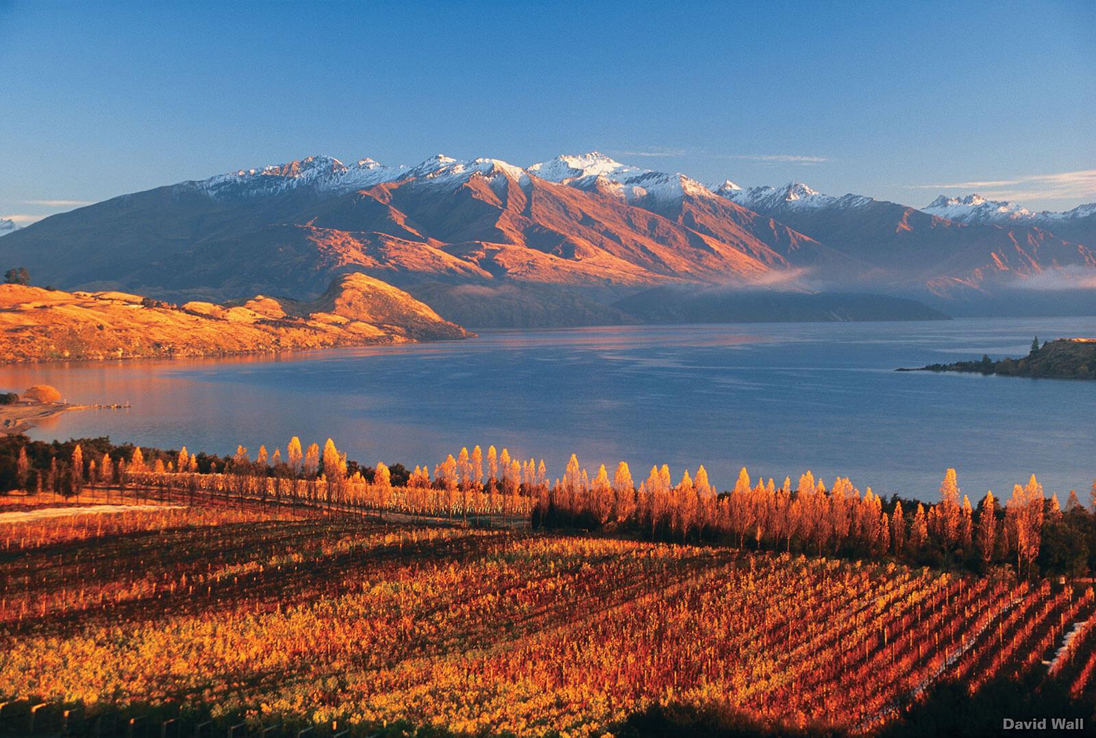 Rippon Vineyard,  Lake Wanaka