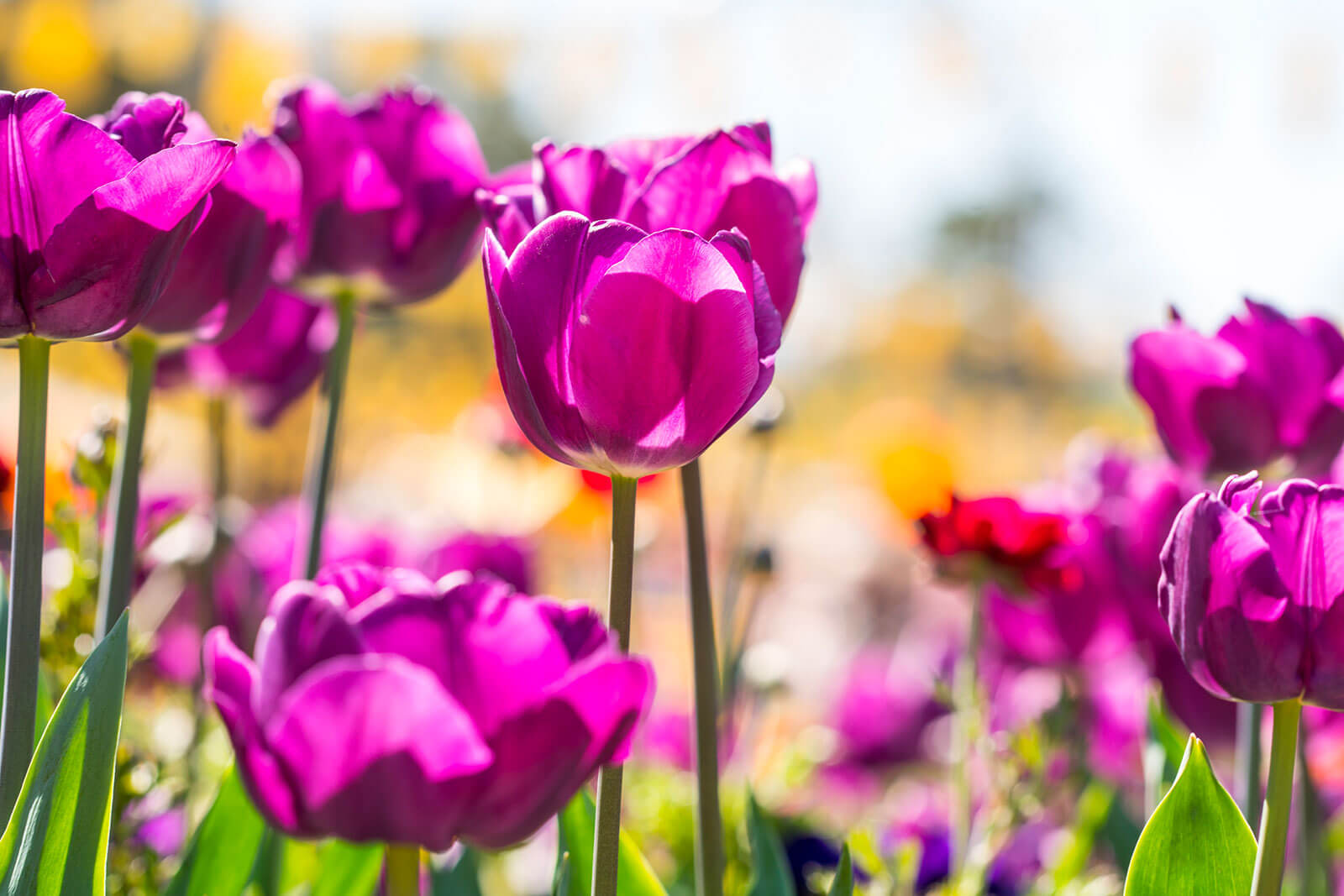 Floriade  Canberra