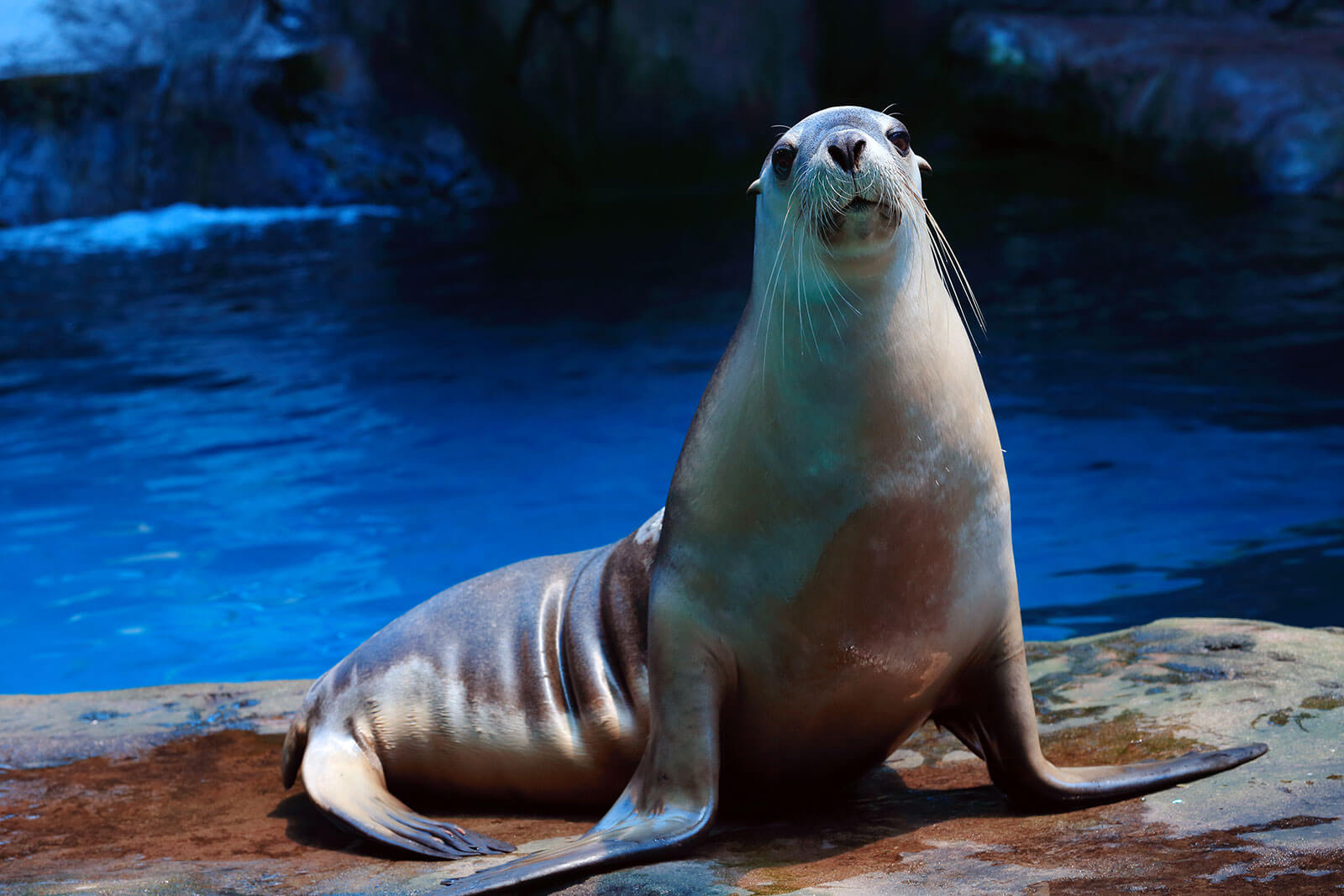 Seal at SEA LIFE  Sunshine Coast