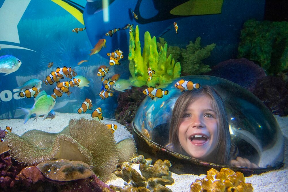 Finding Dory at  SEA LIFE Sunshine Coast