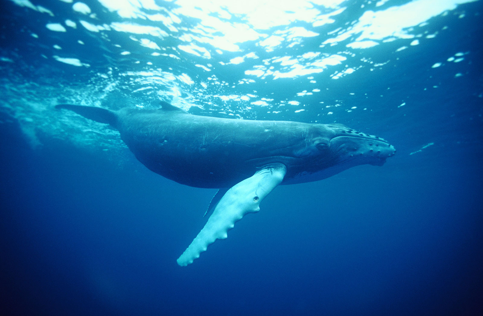 Humpback Whale, Coffs Harbour
