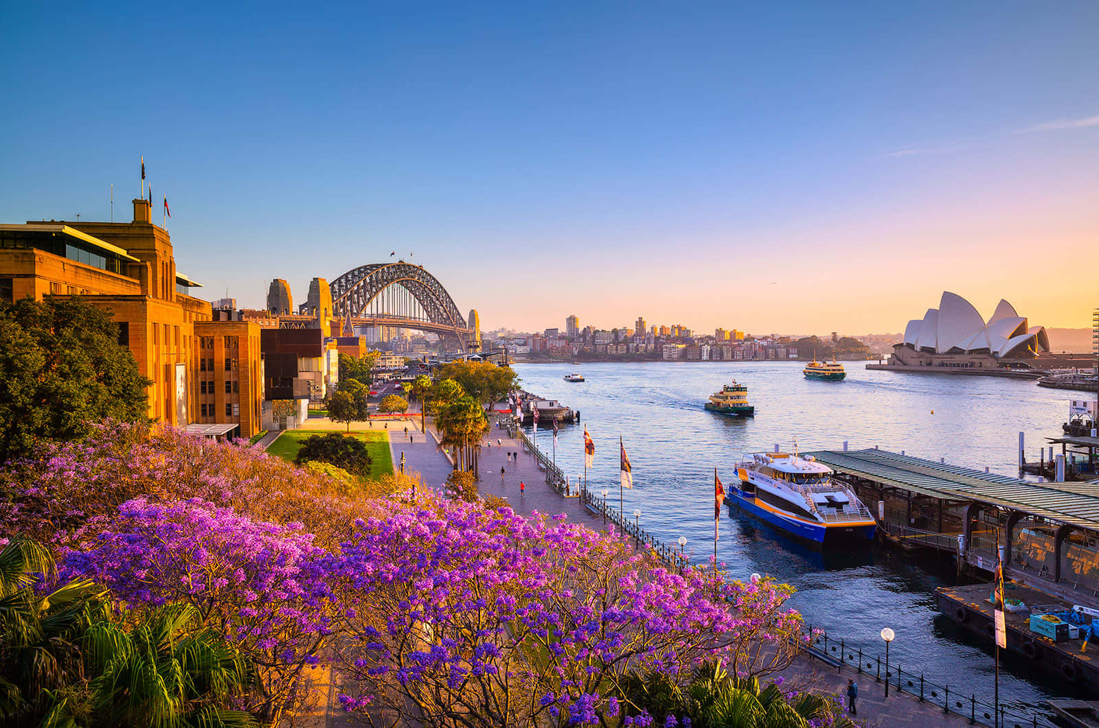 Jacarandas, Sydney Harbour