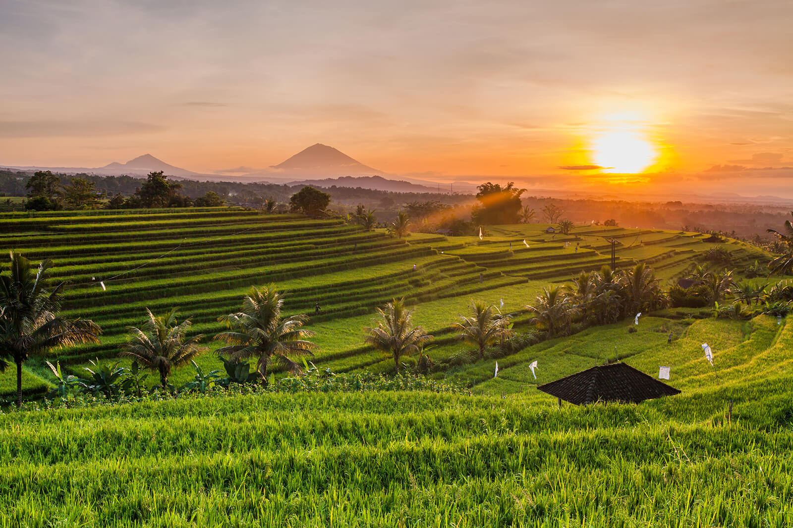 Rice Fields in Bali