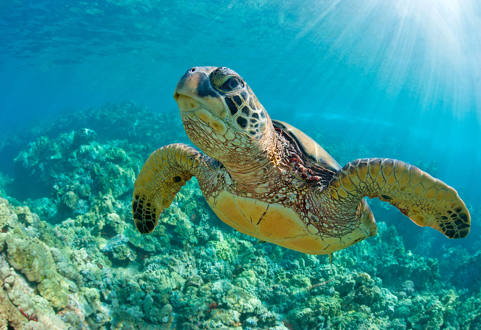 Green sea turtle