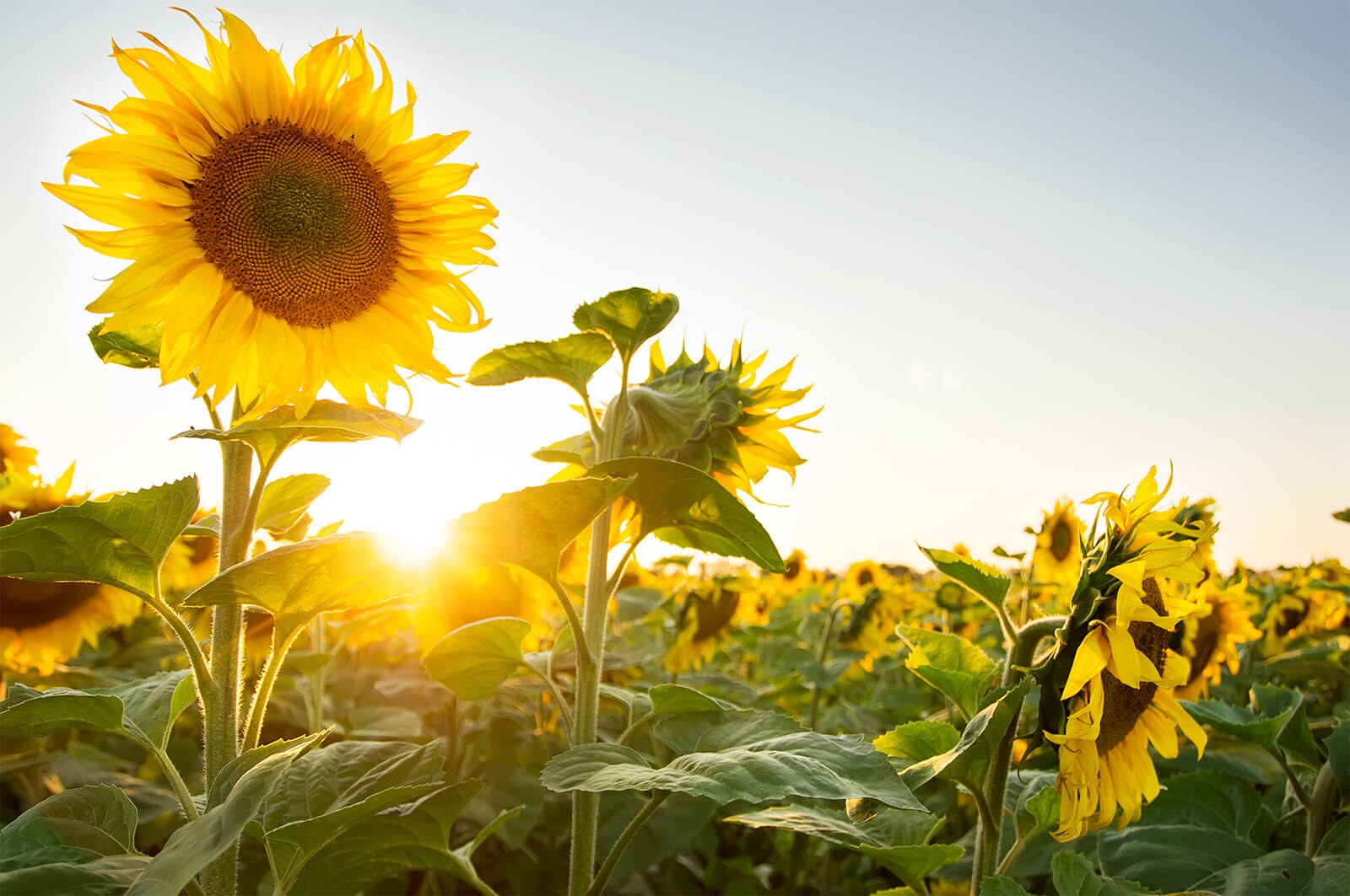 Sunflower farms