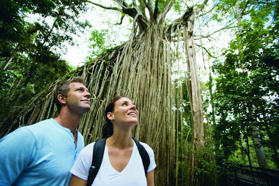 Explore the rainforest and turtle viewing in Port Douglas