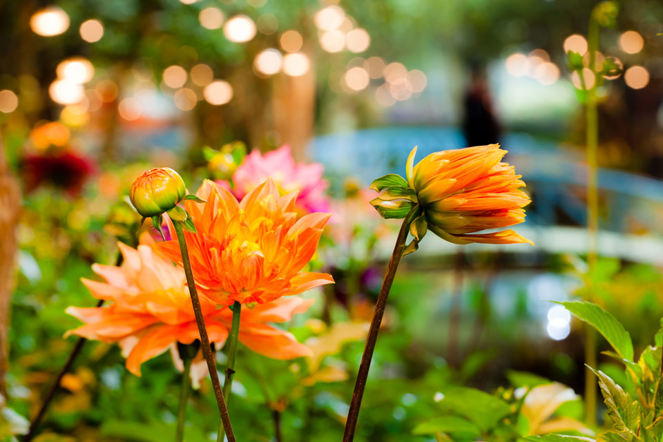 Beautiful botanical gardens to visit in Palm Cove