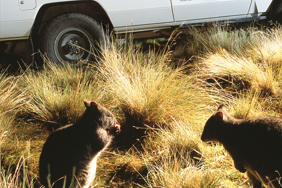 Driving Tours around Cradle Mountain